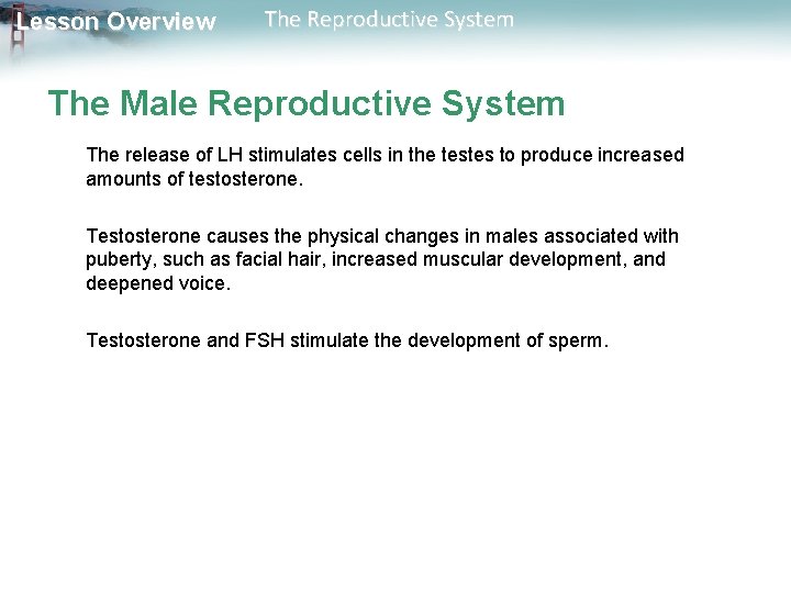 Lesson Overview The Reproductive System The Male Reproductive System The release of LH stimulates