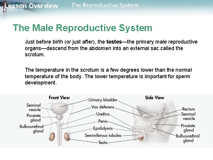 Lesson Overview The Reproductive System The Male Reproductive System Just before birth (or just