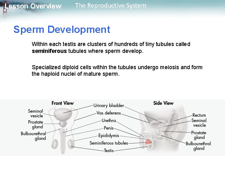 Lesson Overview The Reproductive System Sperm Development Within each testis are clusters of hundreds