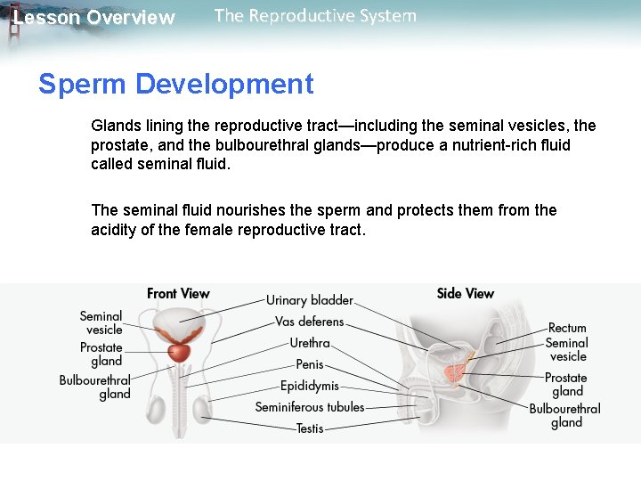 Lesson Overview The Reproductive System Sperm Development Glands lining the reproductive tract—including the seminal