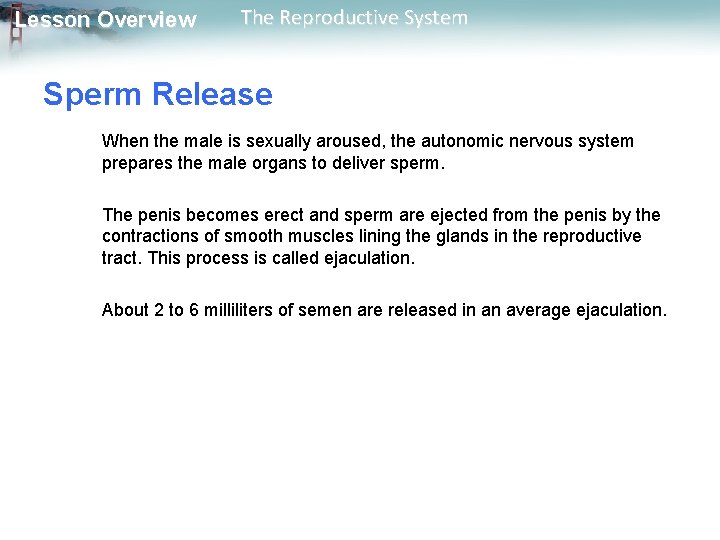 Lesson Overview The Reproductive System Sperm Release When the male is sexually aroused, the