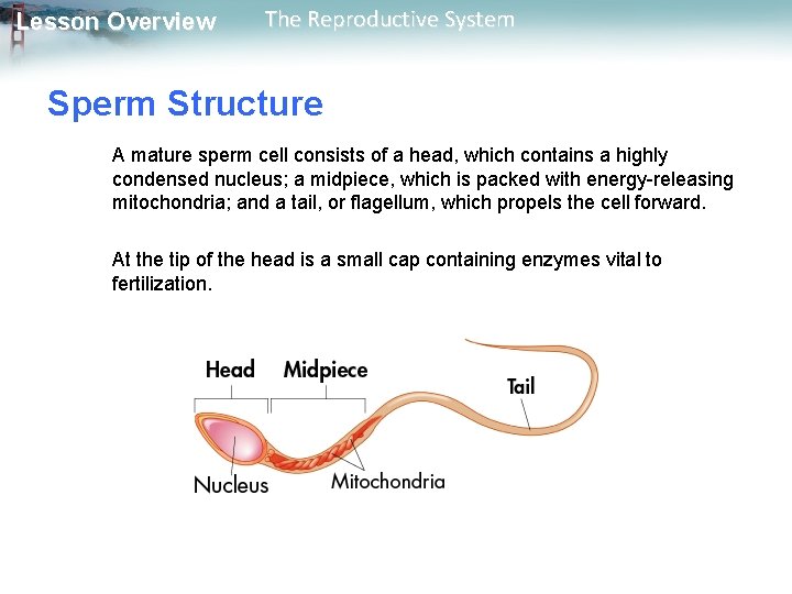 Lesson Overview The Reproductive System Sperm Structure A mature sperm cell consists of a