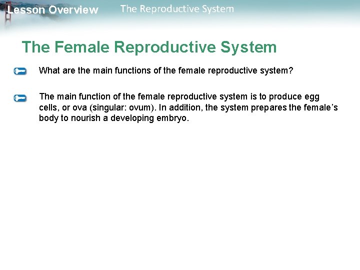 Lesson Overview The Reproductive System The Female Reproductive System What are the main functions