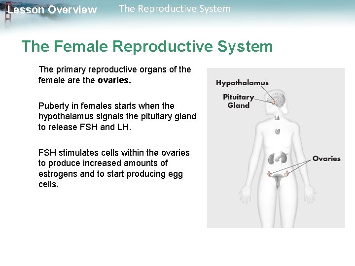 Lesson Overview The Reproductive System The Female Reproductive System The primary reproductive organs of