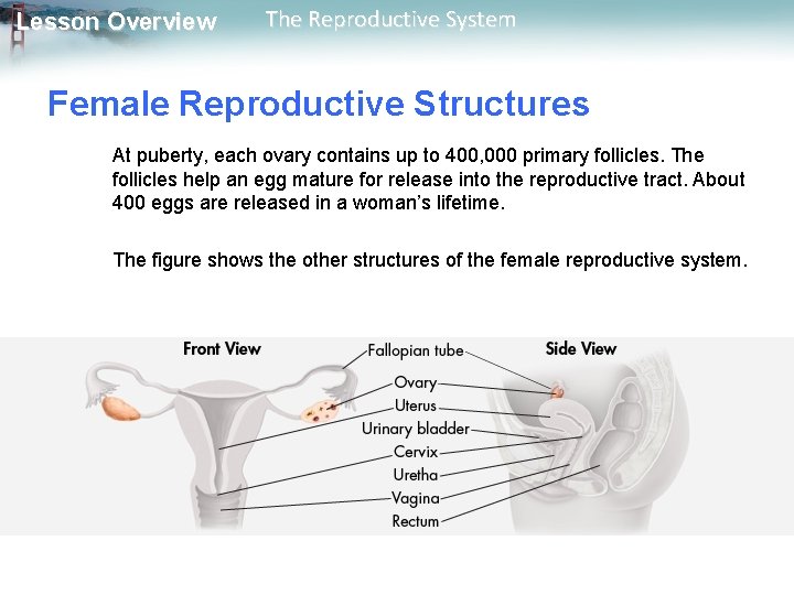 Lesson Overview The Reproductive System Female Reproductive Structures At puberty, each ovary contains up