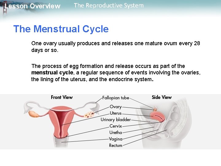 Lesson Overview The Reproductive System The Menstrual Cycle One ovary usually produces and releases
