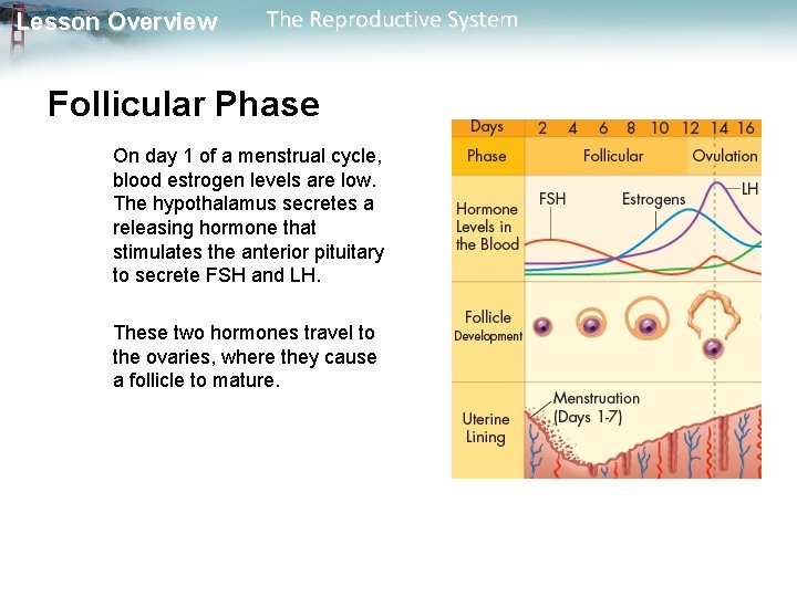 Lesson Overview The Reproductive System Follicular Phase On day 1 of a menstrual cycle,