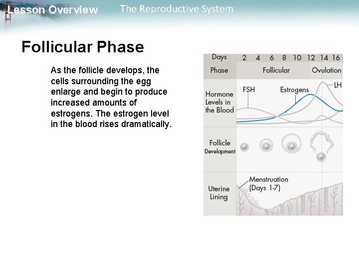Lesson Overview The Reproductive System Follicular Phase As the follicle develops, the cells surrounding