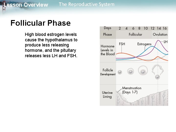 Lesson Overview The Reproductive System Follicular Phase High blood estrogen levels cause the hypothalamus