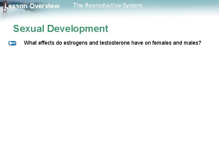 Lesson Overview The Reproductive System Sexual Development What effects do estrogens and testosterone have