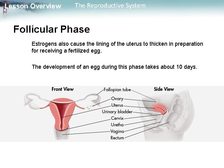 Lesson Overview The Reproductive System Follicular Phase Estrogens also cause the lining of the