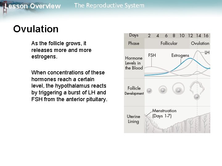 Lesson Overview The Reproductive System Ovulation As the follicle grows, it releases more and