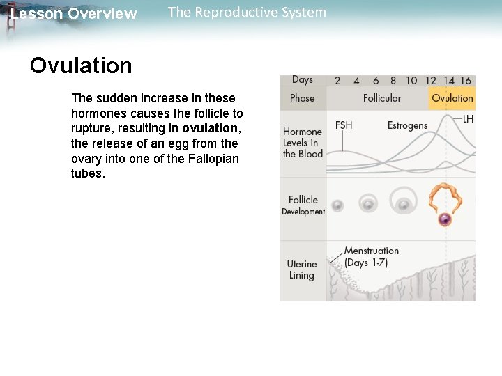 Lesson Overview The Reproductive System Ovulation The sudden increase in these hormones causes the