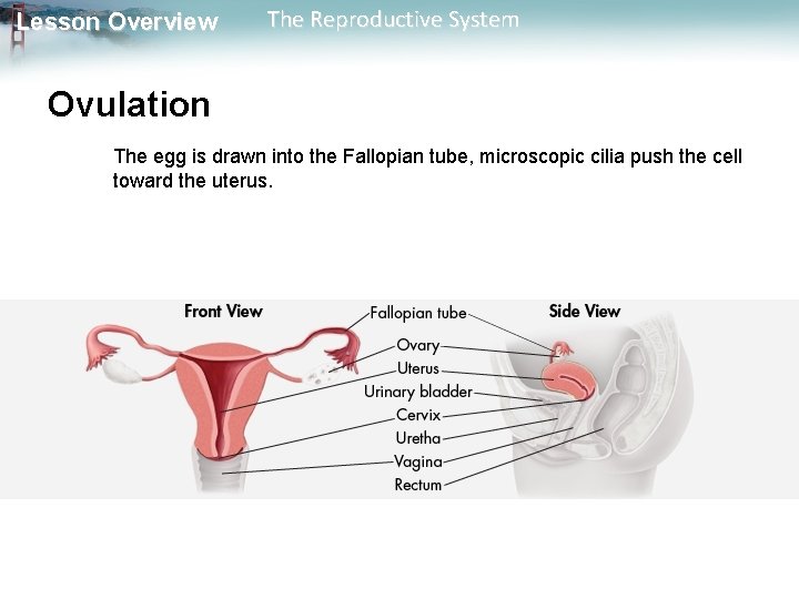 Lesson Overview The Reproductive System Ovulation The egg is drawn into the Fallopian tube,