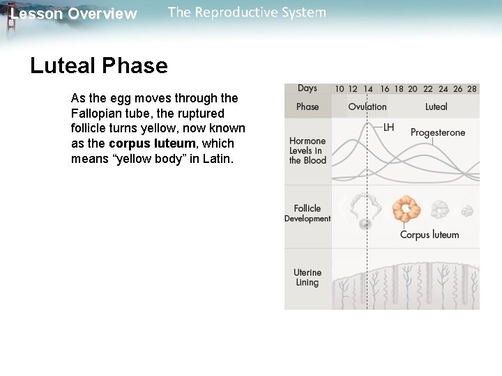 Lesson Overview The Reproductive System Luteal Phase As the egg moves through the Fallopian