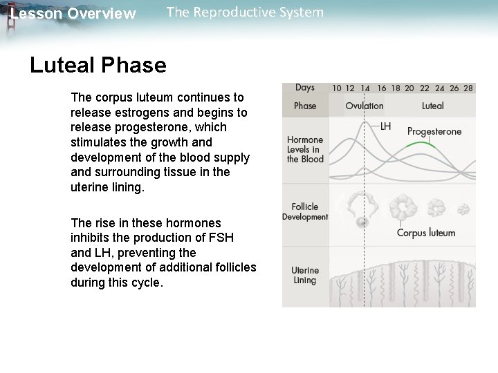 Lesson Overview The Reproductive System Luteal Phase The corpus luteum continues to release estrogens