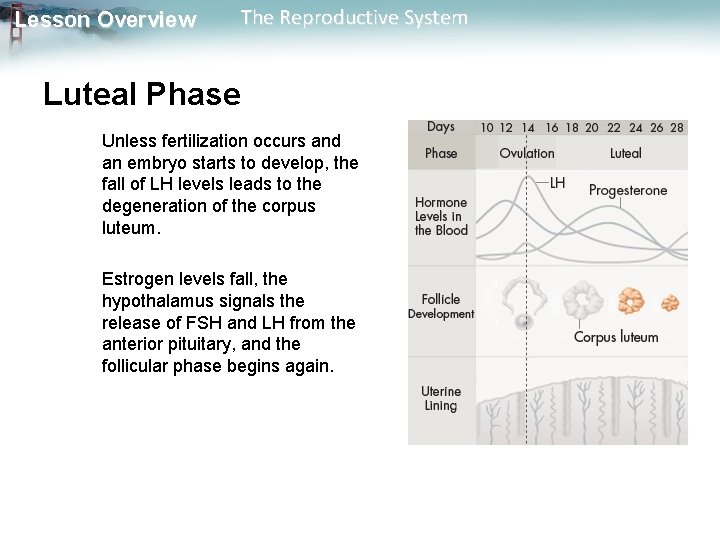 Lesson Overview The Reproductive System Luteal Phase Unless fertilization occurs and an embryo starts