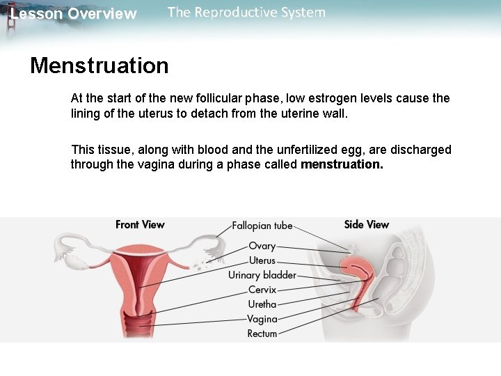 Lesson Overview The Reproductive System Menstruation At the start of the new follicular phase,