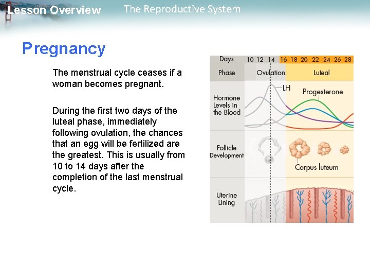 Lesson Overview The Reproductive System Pregnancy The menstrual cycle ceases if a woman becomes