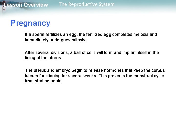 Lesson Overview The Reproductive System Pregnancy If a sperm fertilizes an egg, the fertilized