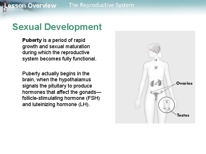 Lesson Overview The Reproductive System Sexual Development Puberty is a period of rapid growth