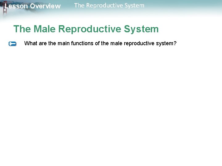 Lesson Overview The Reproductive System The Male Reproductive System What are the main functions