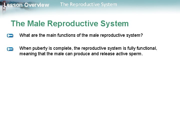Lesson Overview The Reproductive System The Male Reproductive System What are the main functions