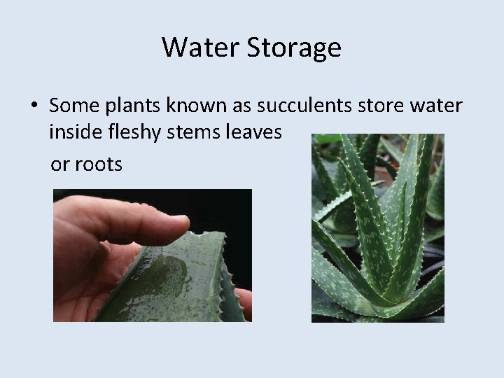 Water Storage • Some plants known as succulents store water inside fleshy stems leaves