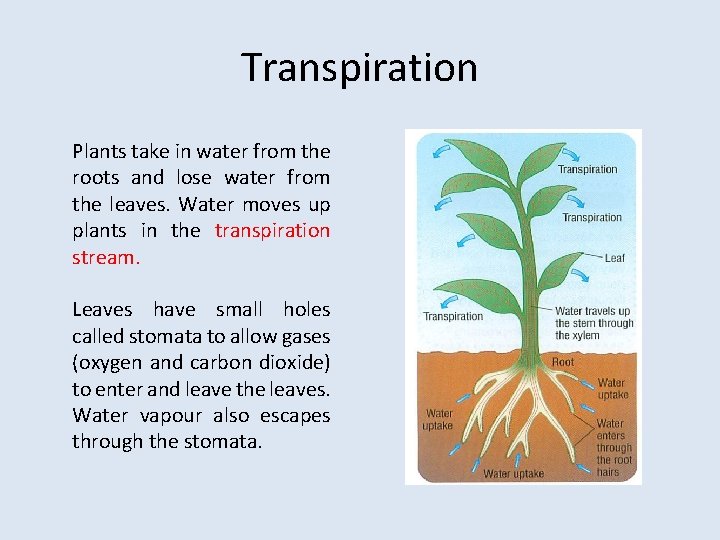 Transpiration Plants take in water from the roots and lose water from the leaves.