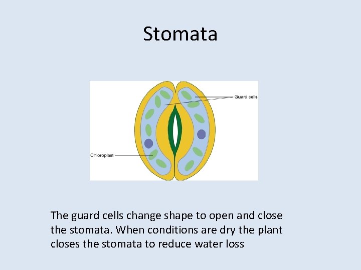 Stomata The guard cells change shape to open and close the stomata. When conditions