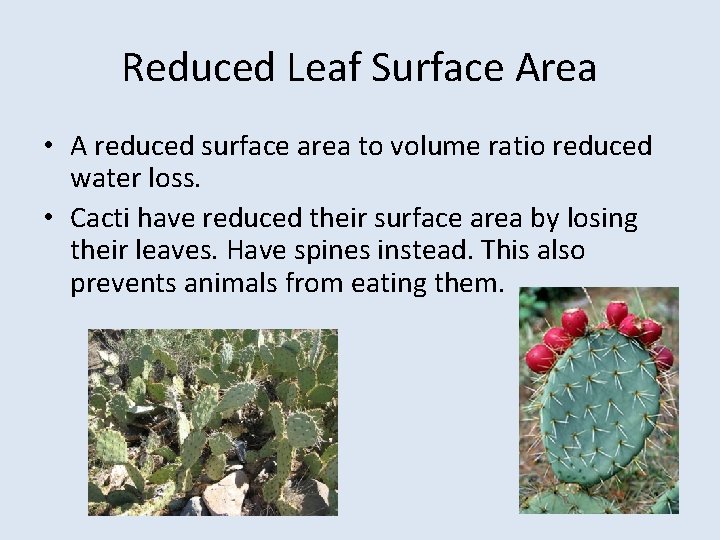Reduced Leaf Surface Area • A reduced surface area to volume ratio reduced water
