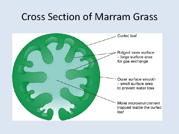 Cross Section of Marram Grass 