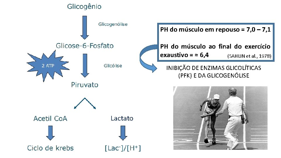 PH do músculo em repouso = 7, 0 – 7, 1 PH do músculo