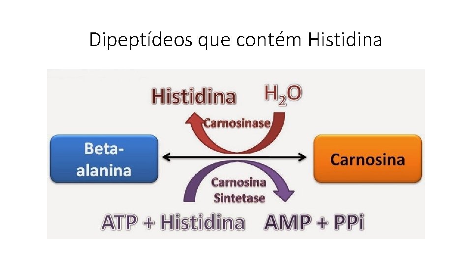 Dipeptídeos que contém Histidina 
