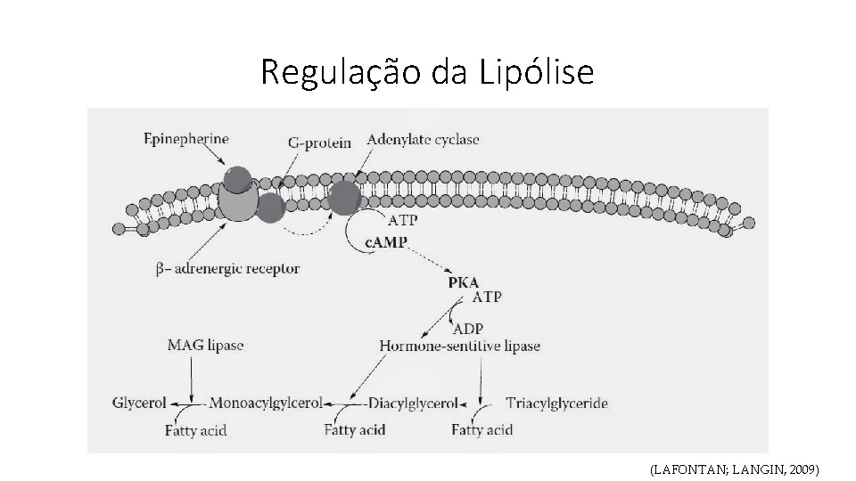 Regulação da Lipólise (LAFONTAN; LANGIN, 2009) 