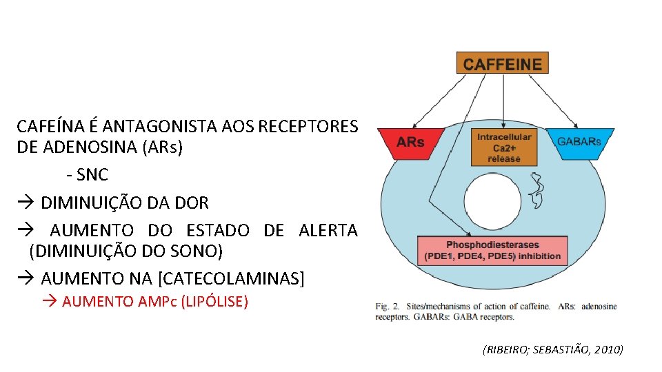 CAFEÍNA É ANTAGONISTA AOS RECEPTORES DE ADENOSINA (ARs) - SNC DIMINUIÇÃO DA DOR AUMENTO