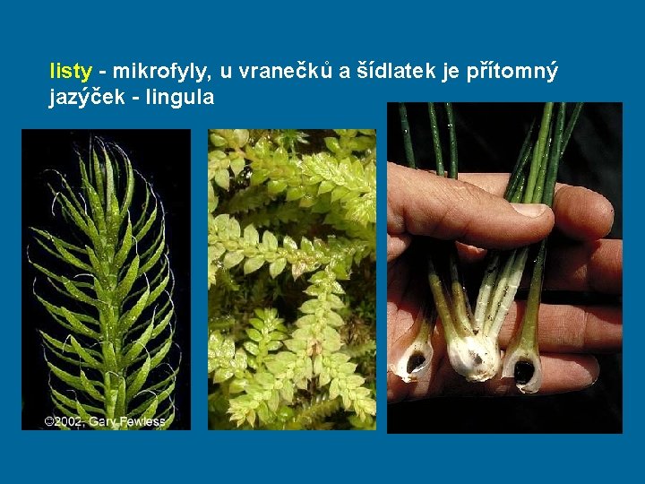 listy - mikrofyly, u vranečků a šídlatek je přítomný jazýček - lingula 