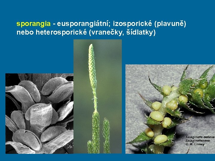 sporangia - eusporangiátní; izosporické (plavuně) nebo heterosporické (vranečky, šídlatky) 