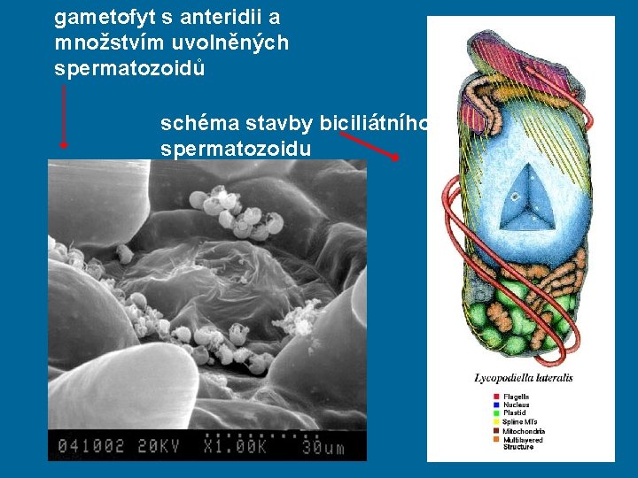 gametofyt s anteridii a množstvím uvolněných spermatozoidů schéma stavby biciliátního spermatozoidu 