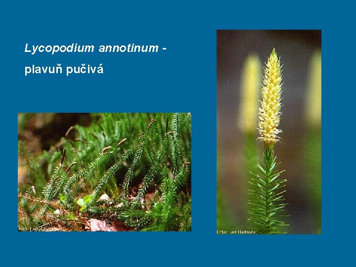 Lycopodium annotinum plavuň pučivá 