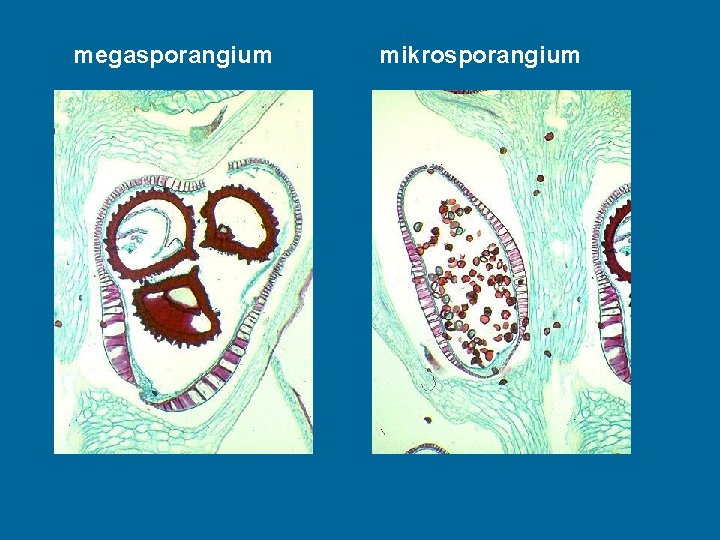 megasporangium mikrosporangium 