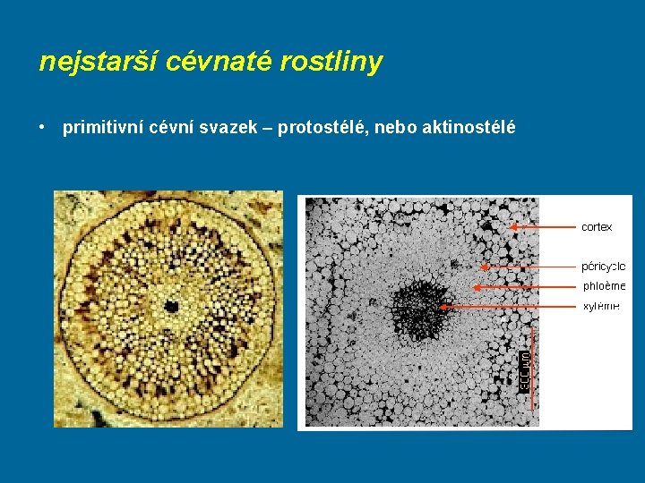 nejstarší cévnaté rostliny • primitivní cévní svazek – protostélé, nebo aktinostélé 