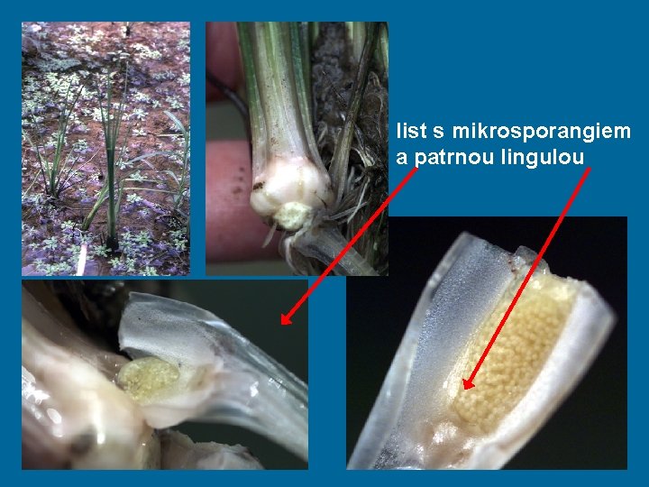 list s mikrosporangiem a patrnou lingulou 