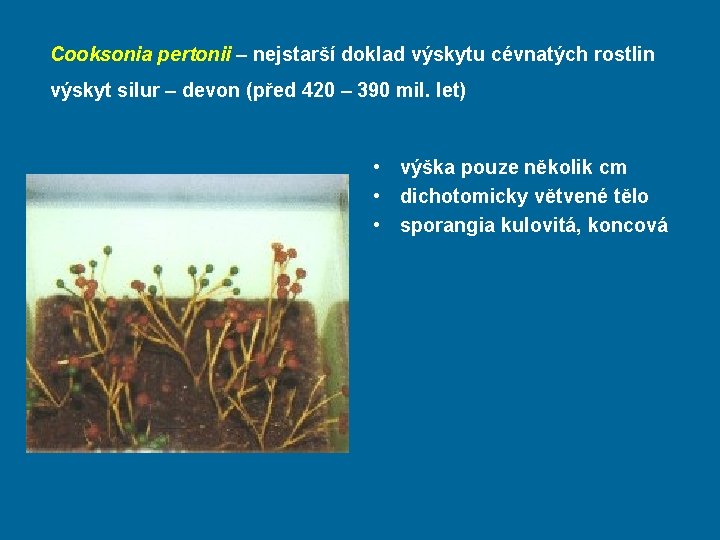 Cooksonia pertonii – nejstarší doklad výskytu cévnatých rostlin výskyt silur – devon (před 420