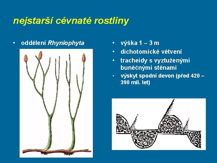 nejstarší cévnaté rostliny • oddělení Rhyniophyta • výška 1 – 3 m • dichotomické