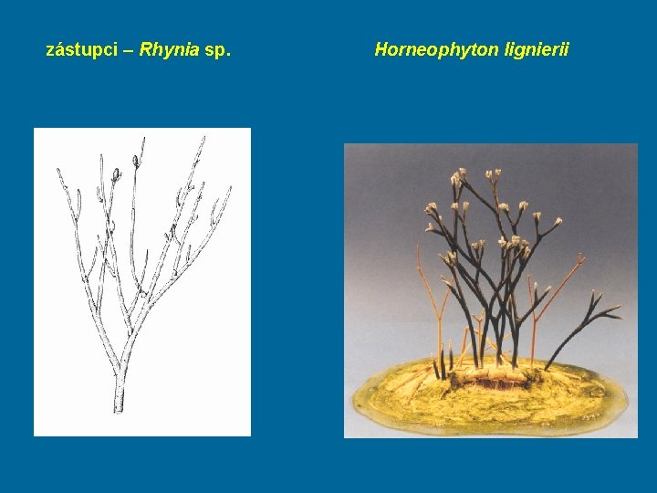 zástupci – Rhynia sp. Horneophyton lignierii 