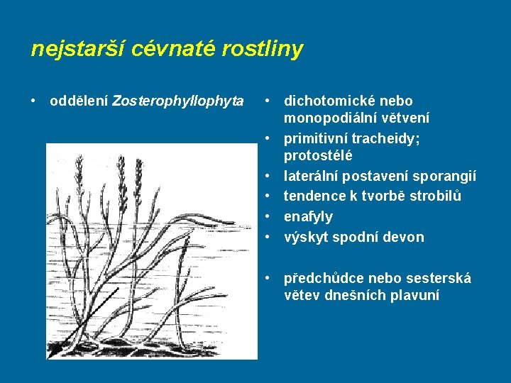 nejstarší cévnaté rostliny • oddělení Zosterophyllophyta • dichotomické nebo monopodiální větvení • primitivní tracheidy;