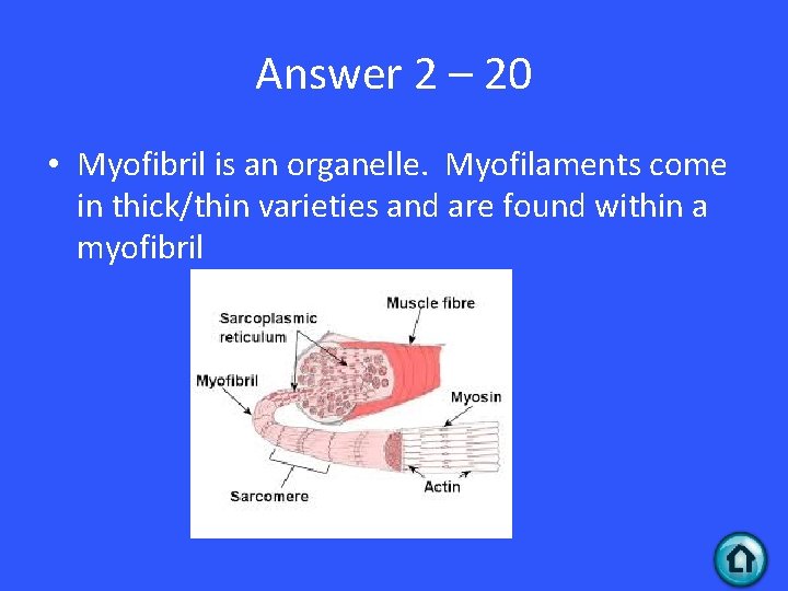 Answer 2 – 20 • Myofibril is an organelle. Myofilaments come in thick/thin varieties