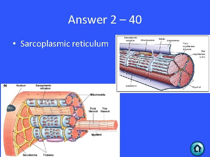 Answer 2 – 40 • Sarcoplasmic reticulum 