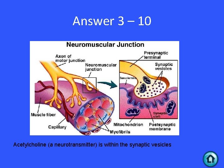 Answer 3 – 10 Acetylcholine (a neurotransmitter) is within the synaptic vesicles 